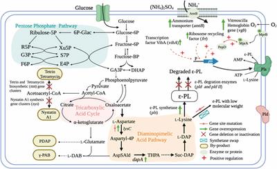 Epsilon-poly-L-lysine: Recent Advances in Biomanufacturing and Applications